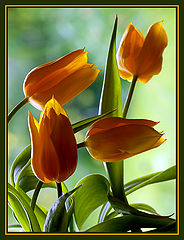 photo "Dancing Tulips"