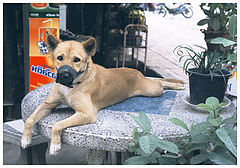 photo "sad dog"