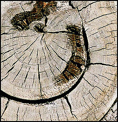 photo "Abstract picture  - 3"