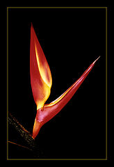 photo "Light... Contrast... Colors"