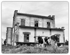 фото "The Cow"