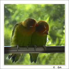 photo "lovebird-1"