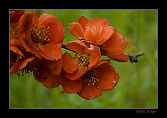 photo "***"