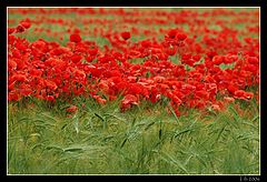 photo "poppy flavoured bread"