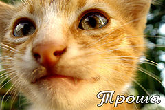 фото "Трошин портрет."