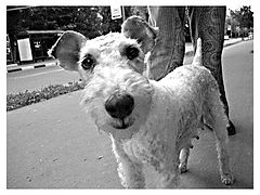 фото "Tera"
