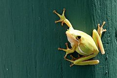 photo "Yellow frog"
