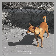 photo "***"