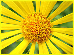 photo "Sun Flower"