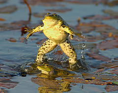 photo "Frog love"