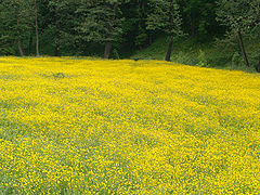 photo "Carpet"