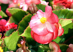 photo "***"