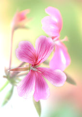 photo "High spring."