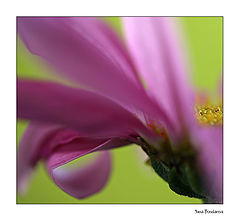 photo "***"