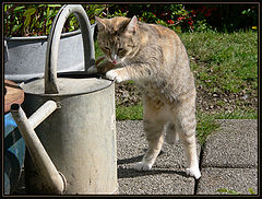photo "I have tasted better water"