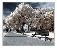 photo "in the park"