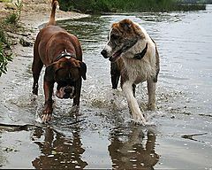 photo "Friends"