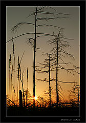 photo "Вечерний этюд с сорняком"