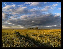 photo "June evening"