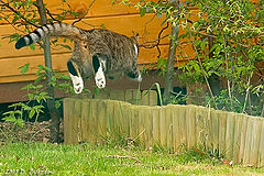 photo "Super Cat"
