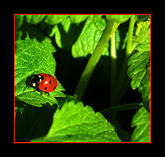 photo "summer is here"