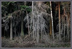 фото "Там чудеса, там..."