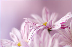 photo "***"