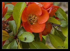 photo "***"