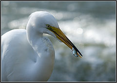 photo "Fish For Dinner"