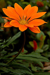photo "Orange Petals"