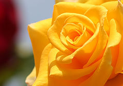 photo "Yellow rose"