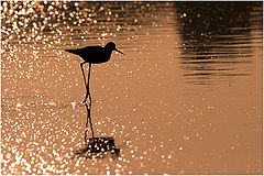 photo "Black-winged stilt"