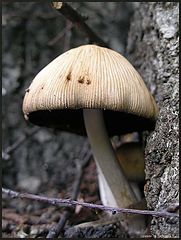 фото "mushroom"