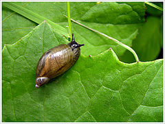 photo "At the Edge of Microcosm"