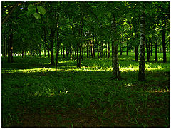 photo "Track from the sun"