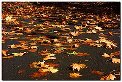 фото "Листья желтые нам под ноги ложаться..."