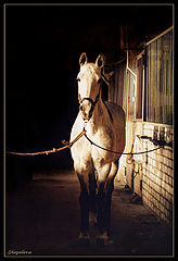 photo "***"