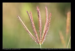 фото "Gone to Seed"