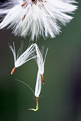 photo "o.T"