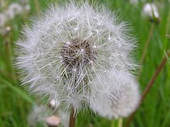 photo "Are dandelions still relevant? : )"