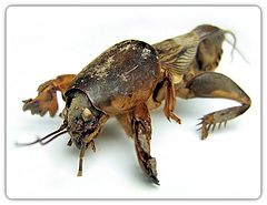 фото "Bug"