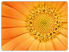 фото "Calendula Oficinalis"