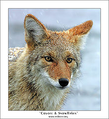 photo "Coyote & Snowflakes"