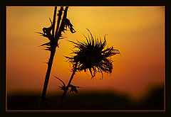 photo "Sunset"