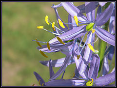 photo "Hyacinth"