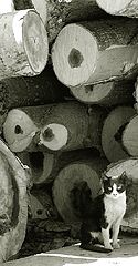 фото "Cat and Abstract"