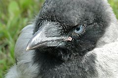 photo "Look"