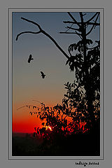фото "love is in the air..."