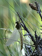 photo "Rebirth of dragonfly"
