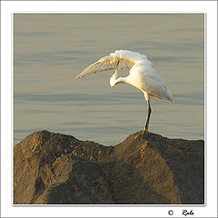 photo "***"